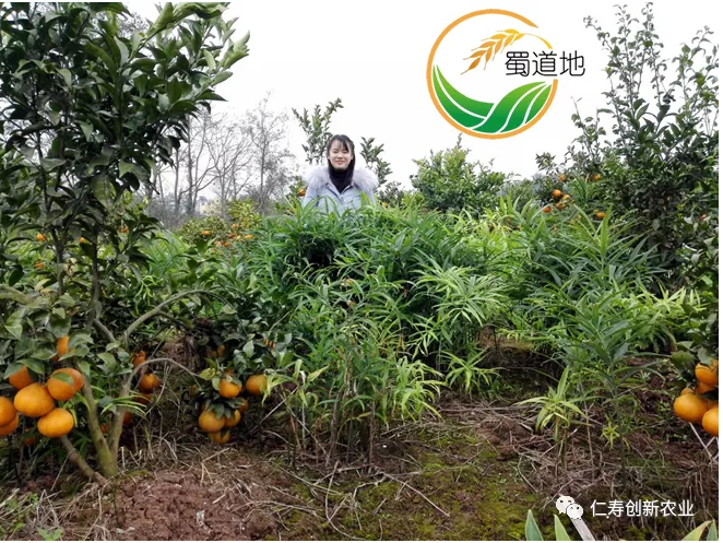 黄精鲜货亩产11.2吨，眉山熊老板2021年喜获丰收!