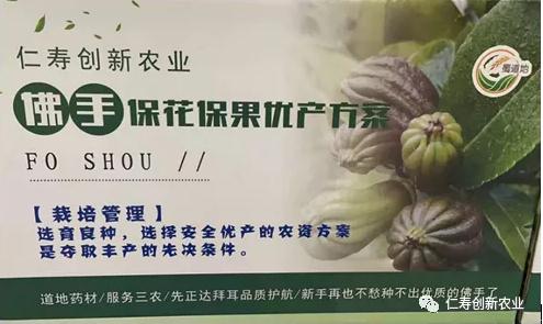 佛手种植管理技术