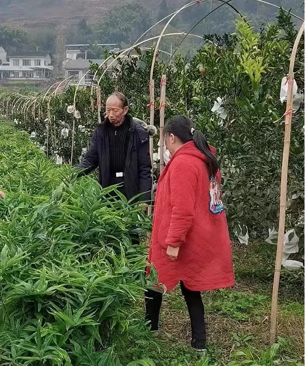 柑橘经济好模式 柑橘套种黄精收“黄金”