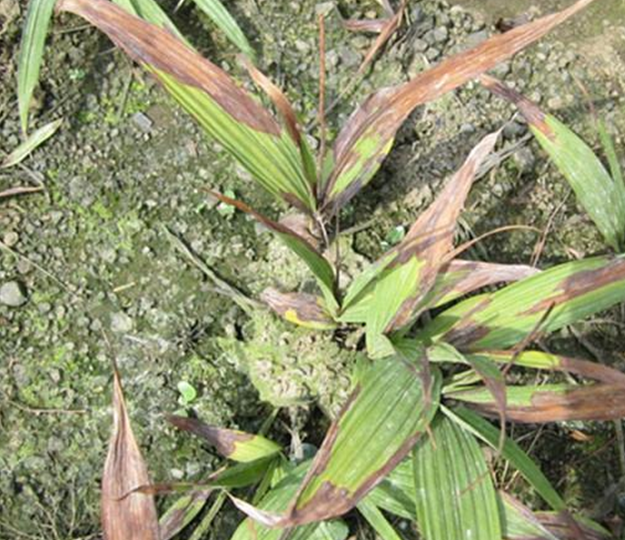 白芨病虫害防治