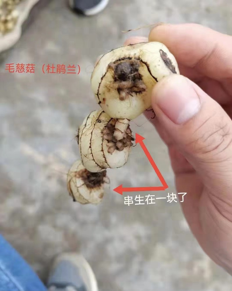 200万一吨的中药材你知道吗？