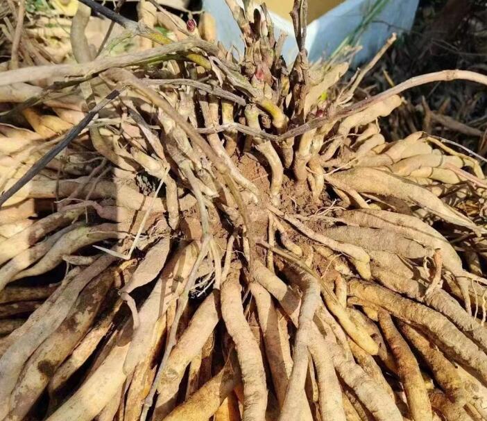 闲地种百部，返乡青年成了致富“领头雁