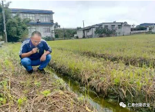 川芎标准化种植技术