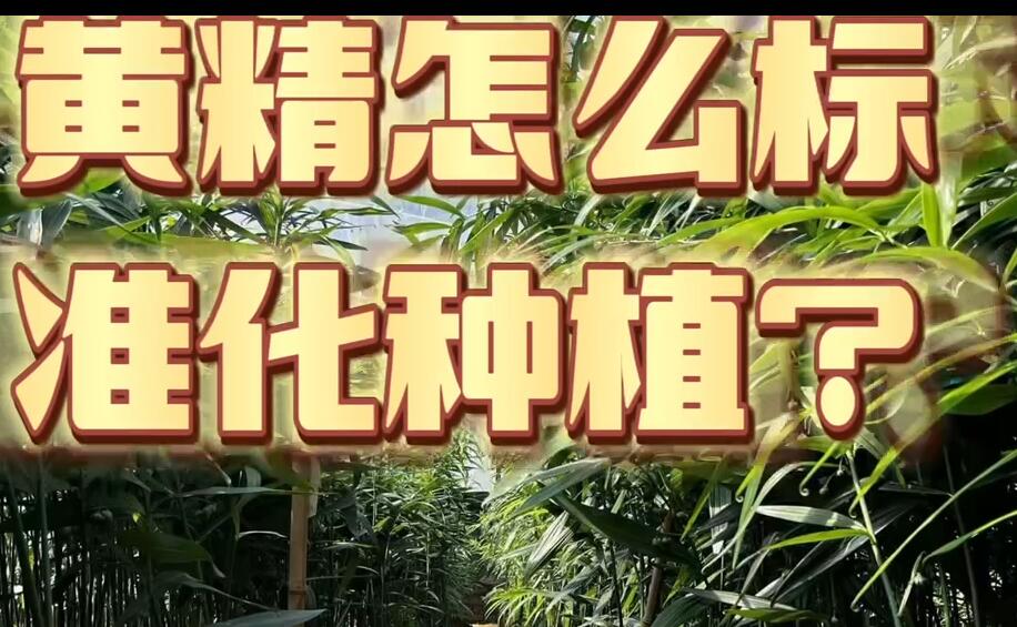 黄精怎么标准化种植