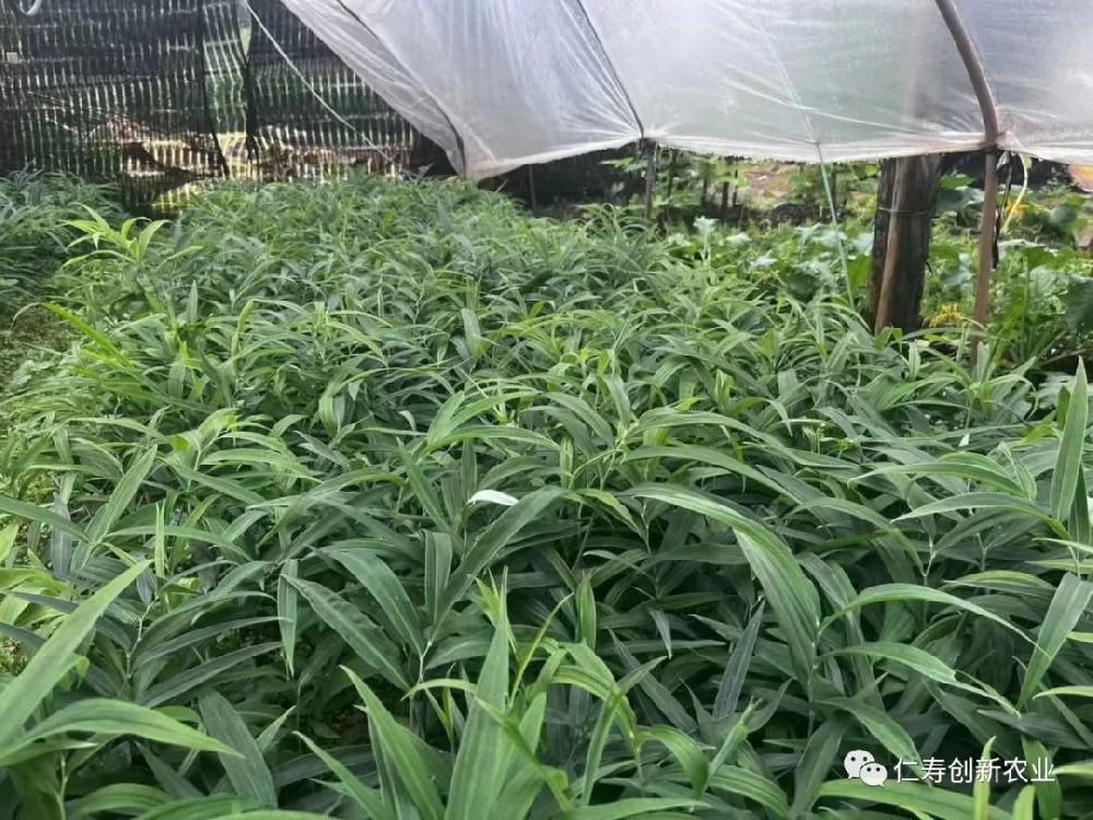 怎样才能种植好中药材？