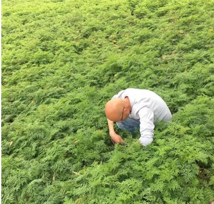 川芎种植户迎来丰收：技术指导助力走出困境