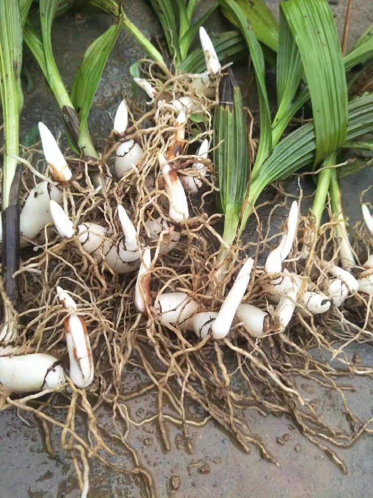 春季中药材种植最佳时节，可以种植的中药材有那些？