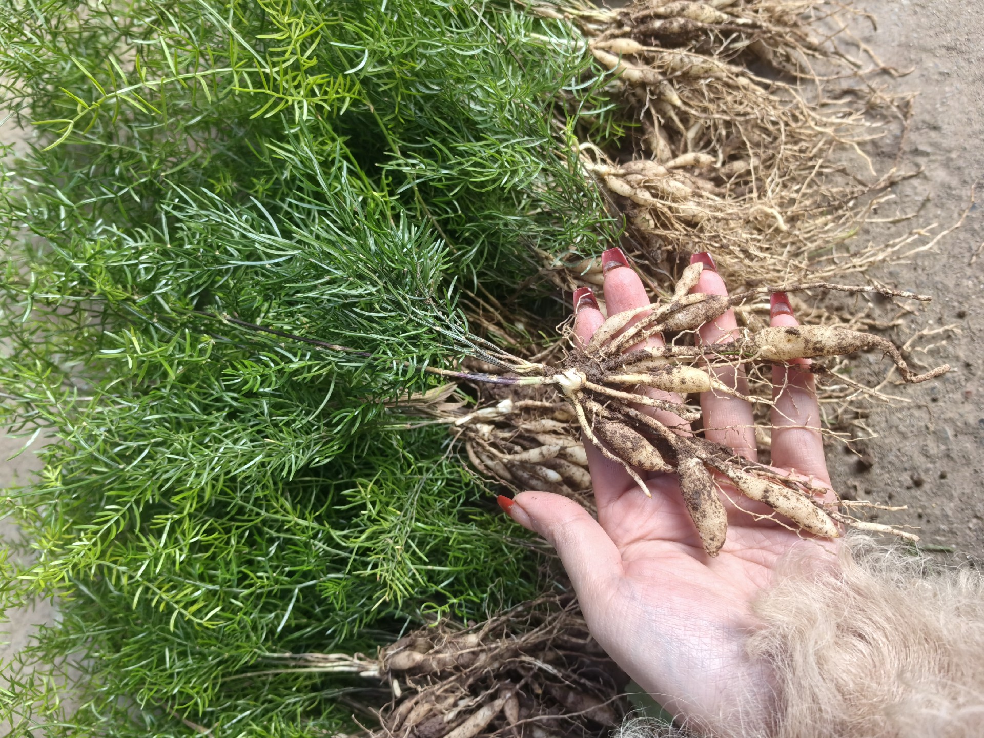 立夏到，农时俏！别犹豫，可以种植的中药材有哪些？