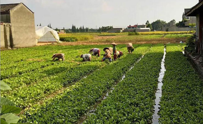 成都市场泽泻货源充足 需求不快