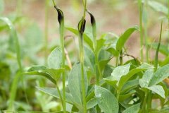 中药材种植旱半夏田间管理技术要点